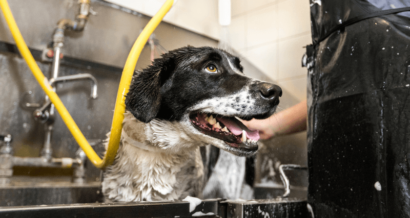 Kennel Attendant