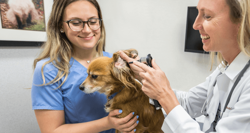 Veterinary Technician