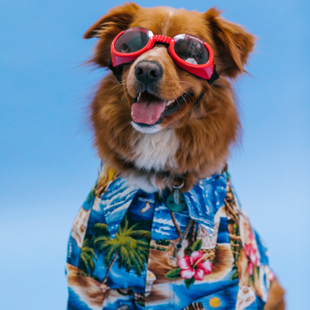 CANINE FURRY BOY IN A HUMAN BEACH BUTTON UP SHIRT