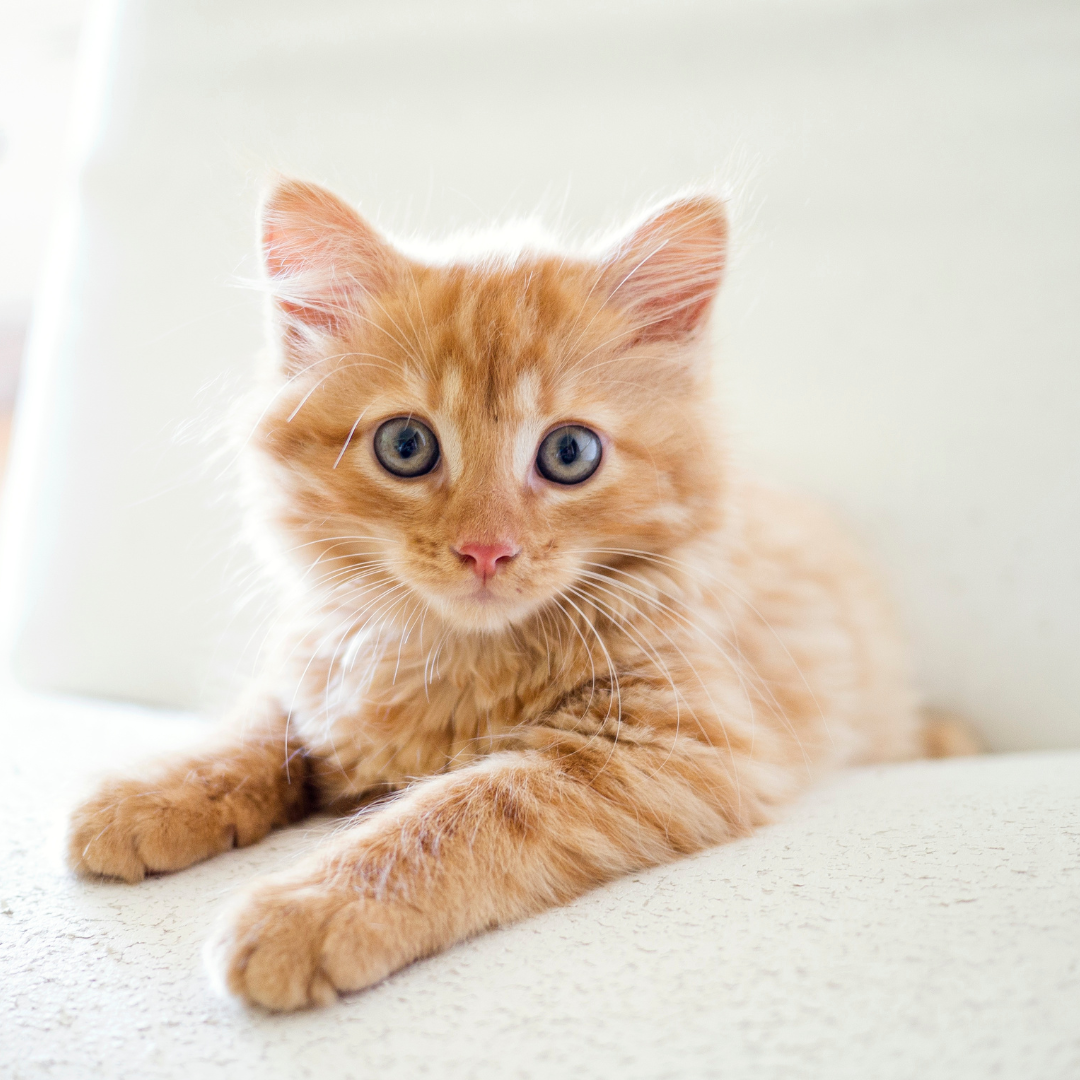 Cat in Chair