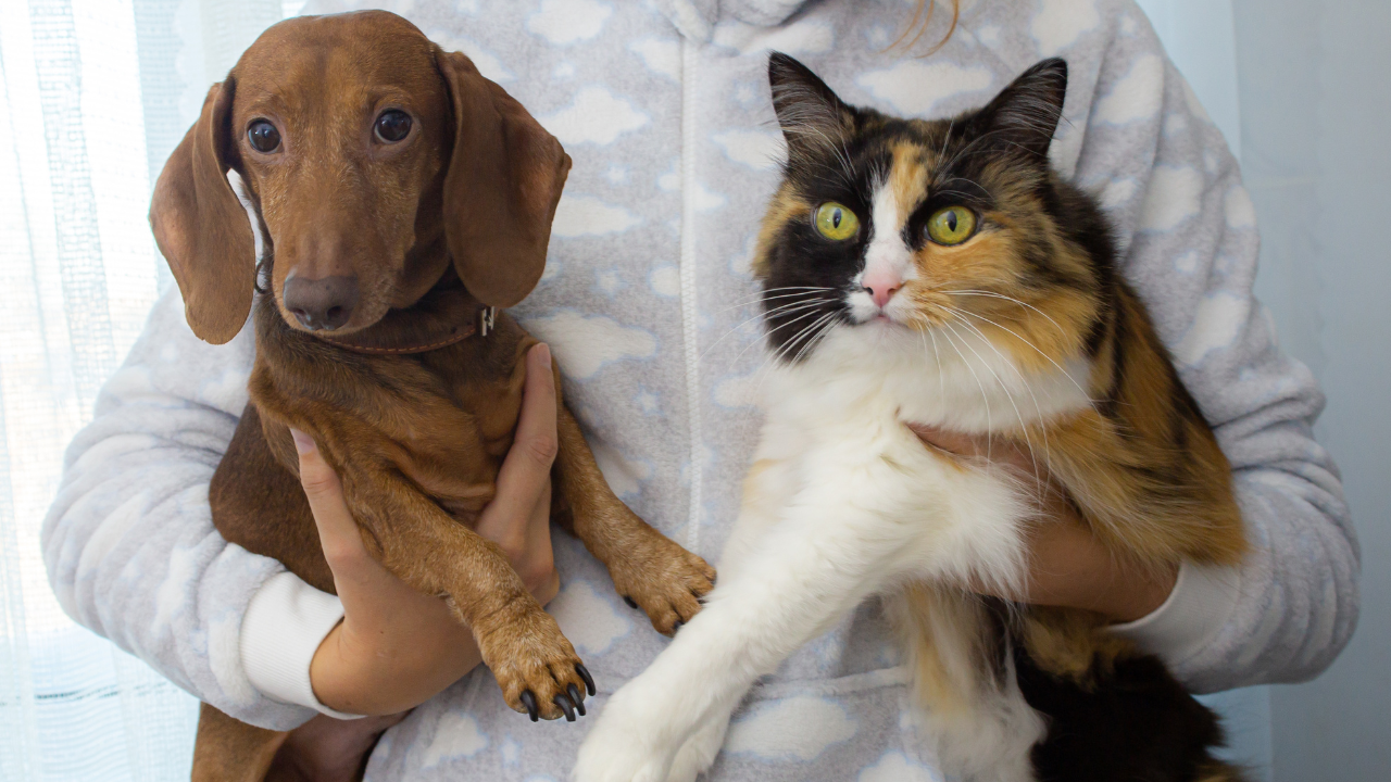 Dog and cat being held by a doctor