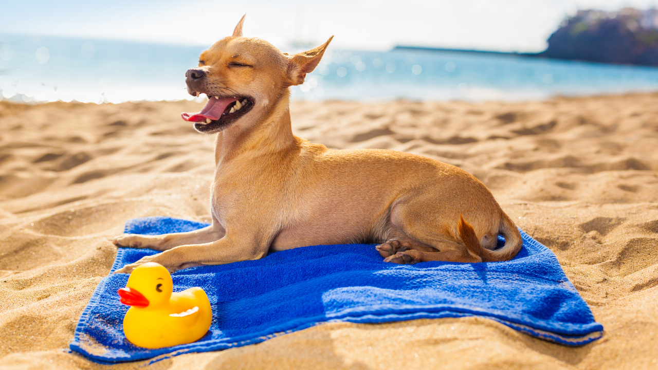 Little dog on towel smiling on the beach with a rubber ducky (side view)