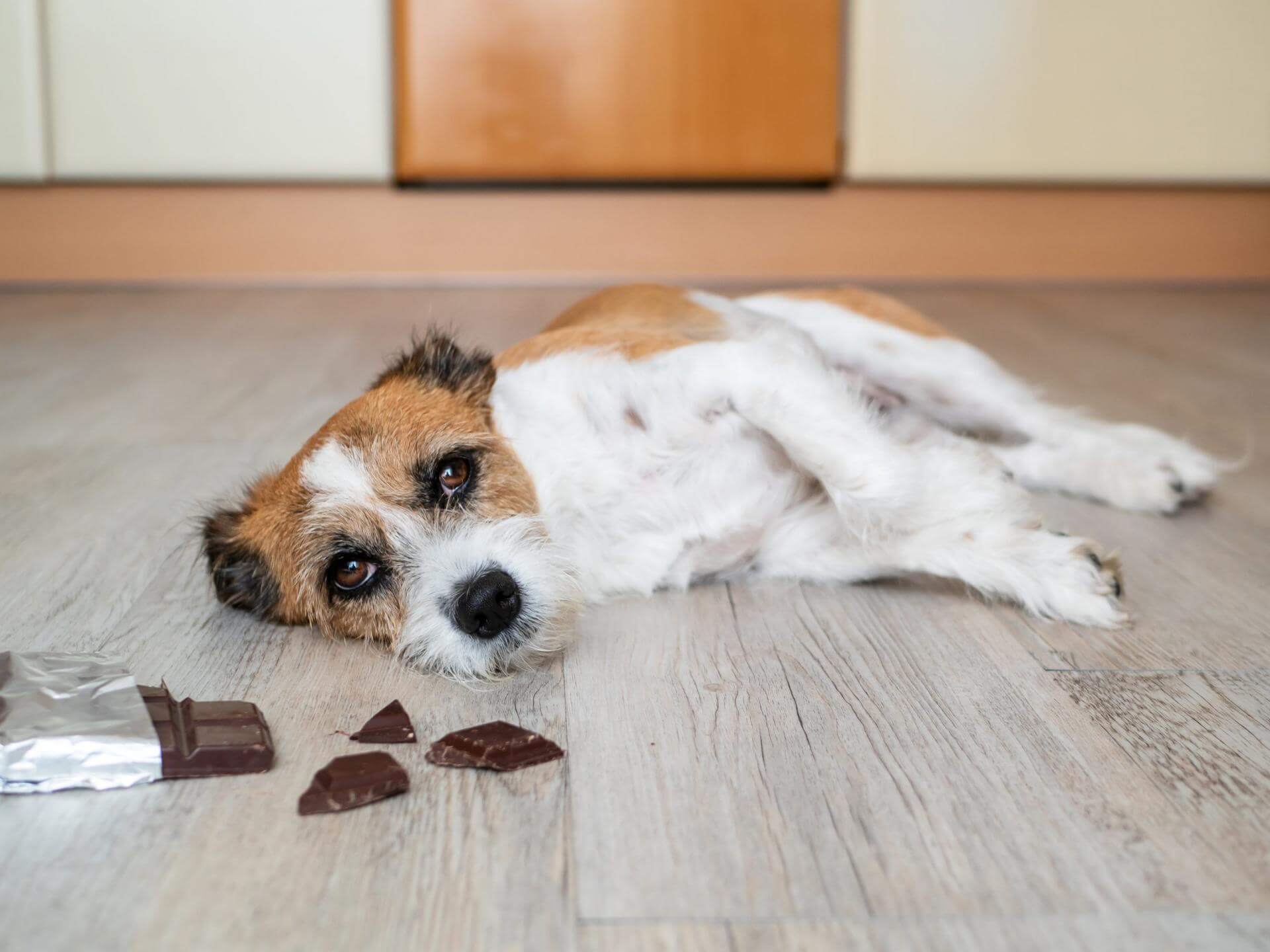 vet care for dogs in encinitas