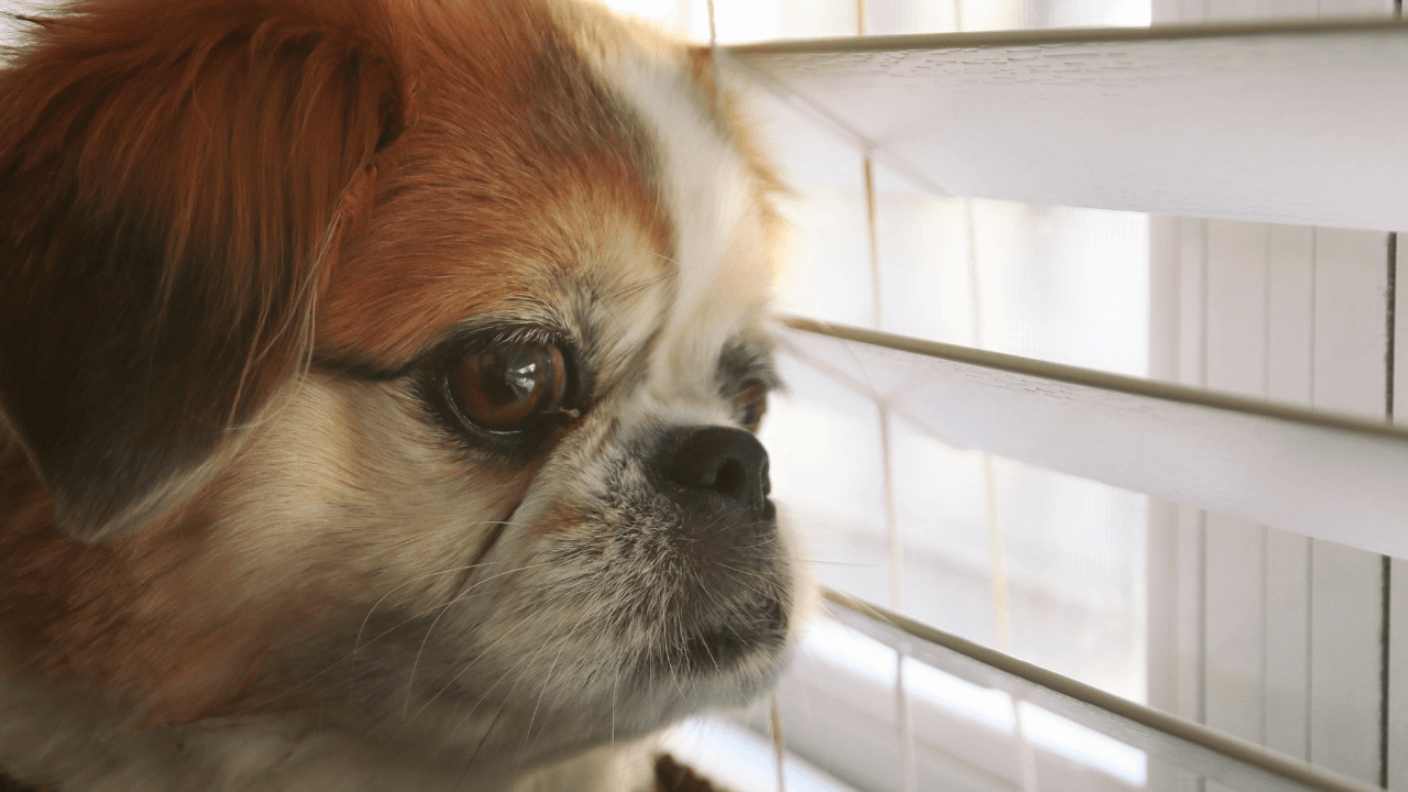 dog veterinary care in encinitas