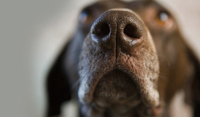 dog vets in encinitas