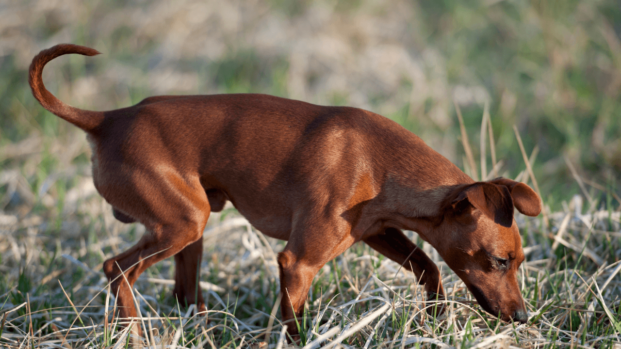 dog vet care in encinitas