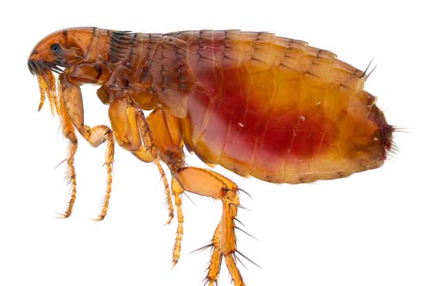 A closeup photo of a flea with a white background