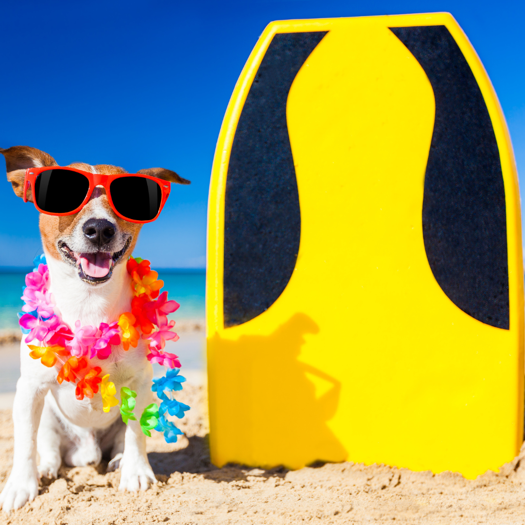 Cute dog wearing sunglasses and lay by a body board, theyre smiling nex to the yellow bright board
