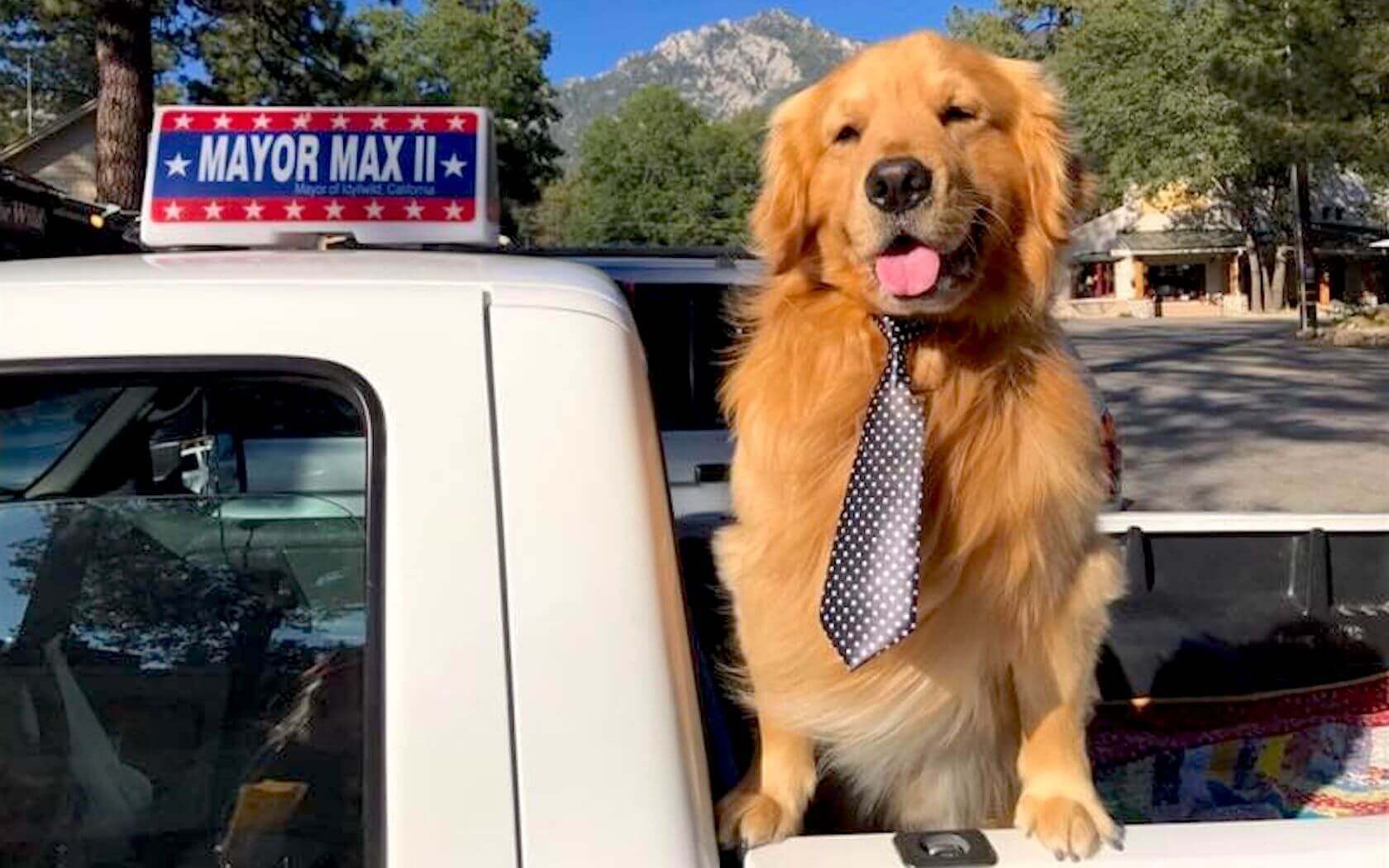 dog vet in encinitas