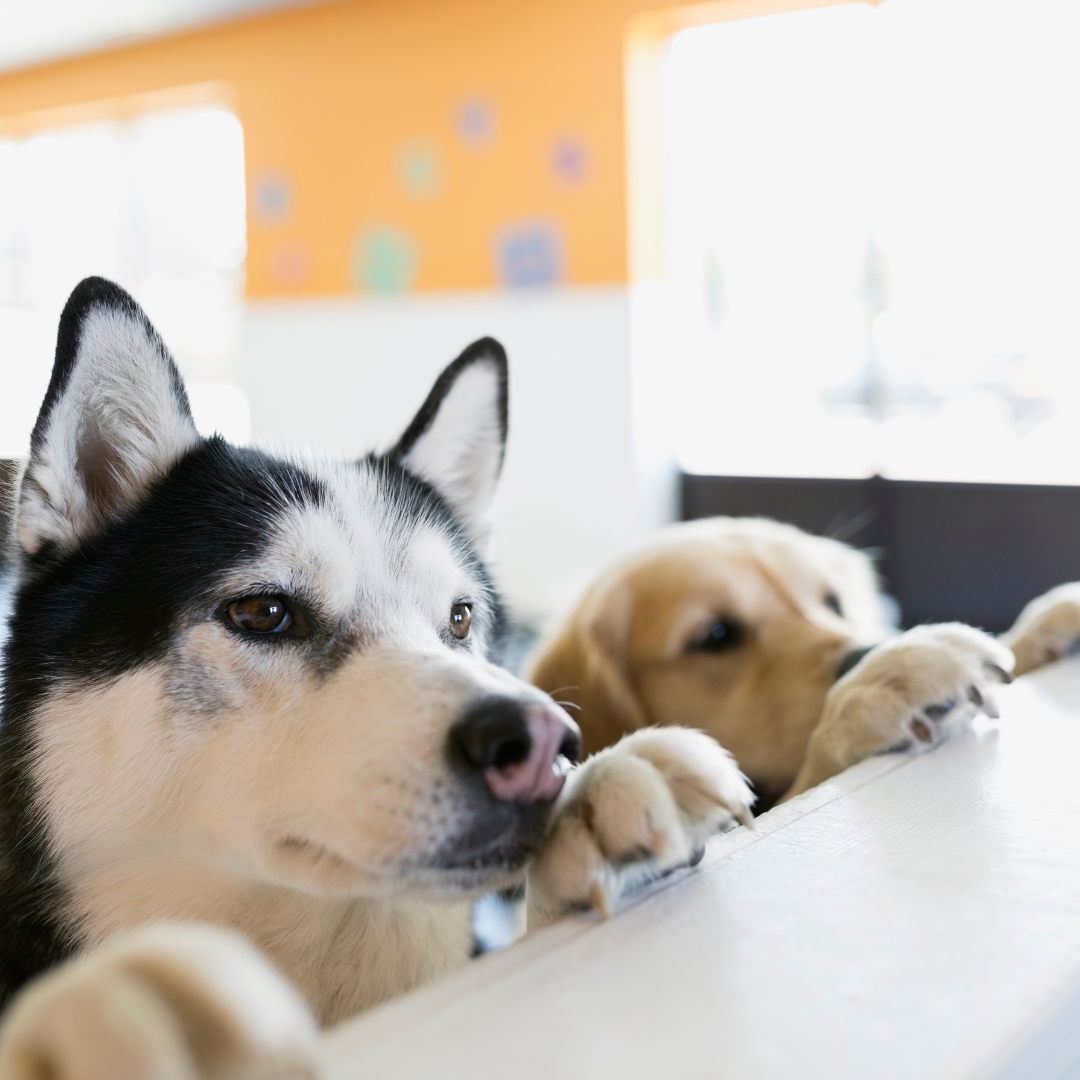 Dogs looking over counter