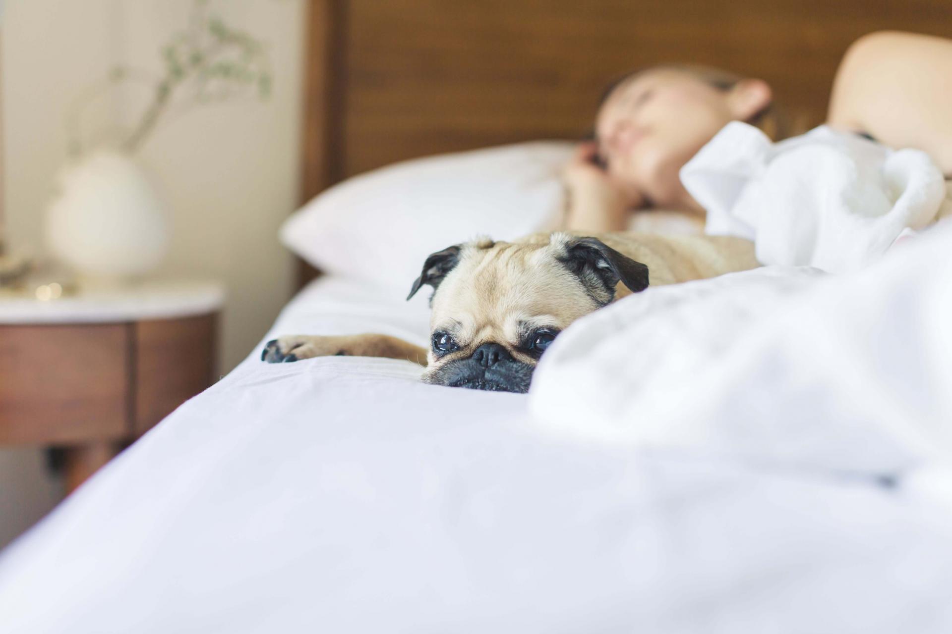 vets for dogs in encinitas