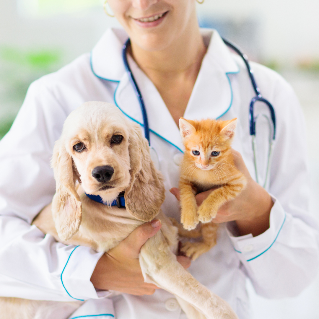 Dr holding dog and cat