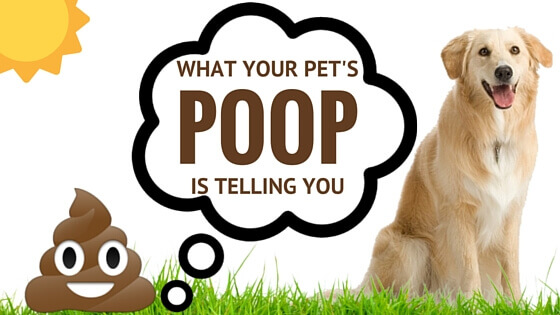 dog poop eating medicine