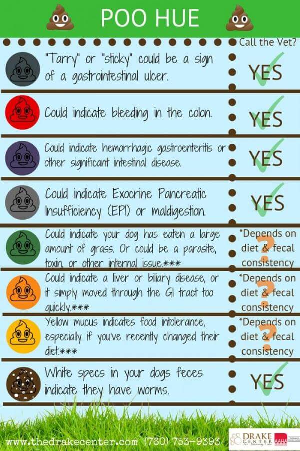 Dog Diarrhea Chart