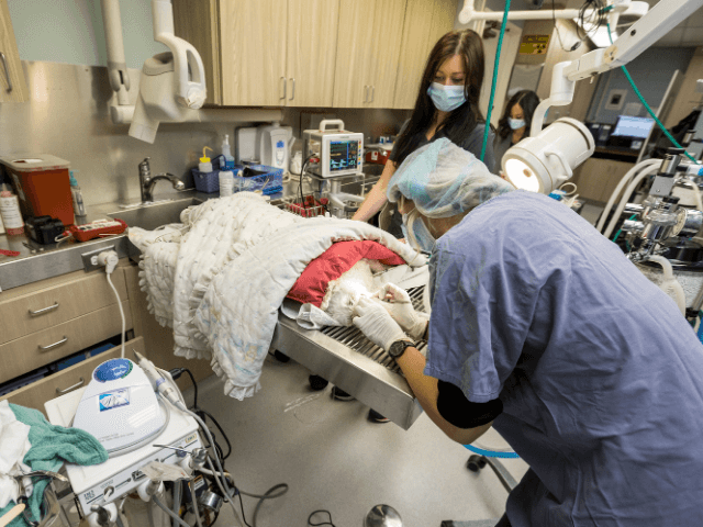 services for cats and dogs in encinitas