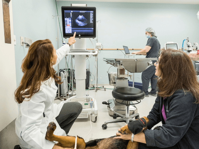 dog xrays at the drake center