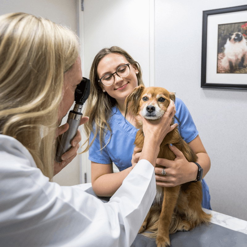 Vet care for dogs at The Drake Center