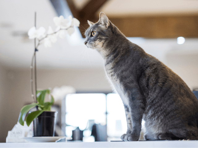 vet care for cats in encinitas