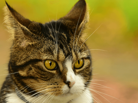 15 Strange Cat Behaviors Explained