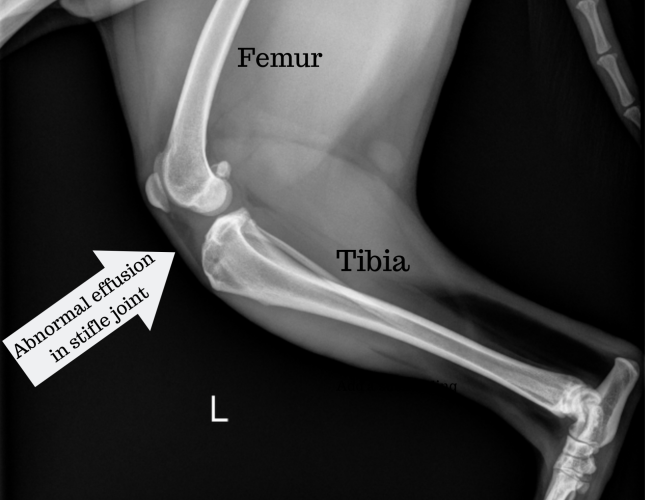 Abnormal Stifle Joint