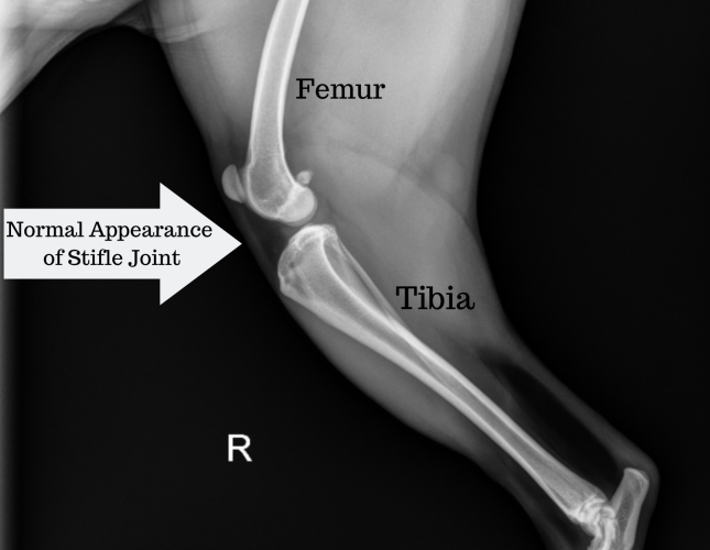 Normal Stifle Joint