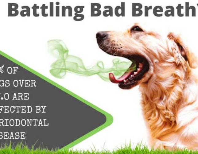 veterinarians near me