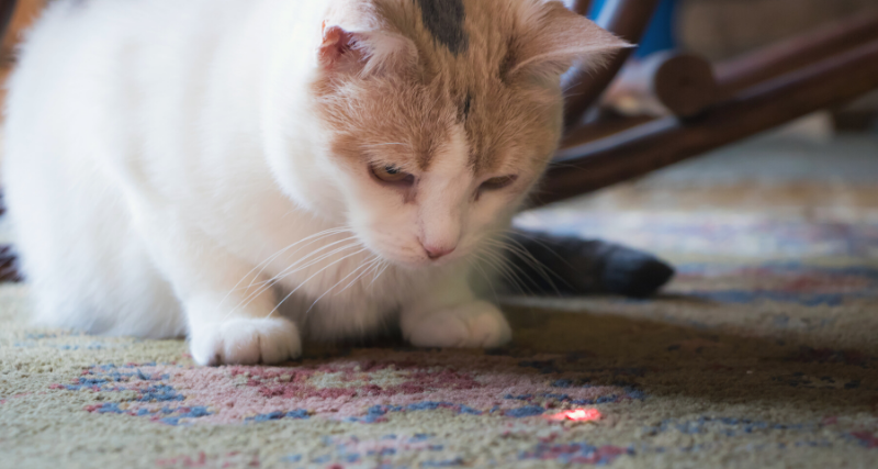 cat-laser-pointer