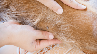 veterinary care in encinitas veterinary care in encinitas