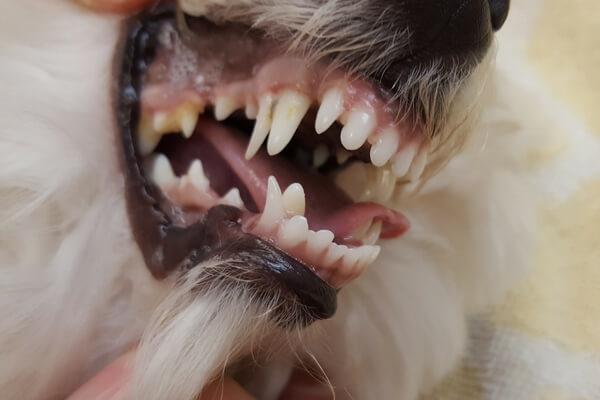 Dr. Kovac's Case of the Month: Canine Baby Teeth