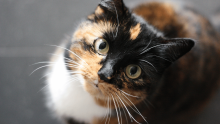 pet diabetes vet encinitas