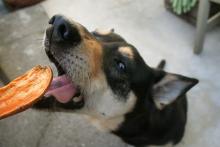 veterinary care in encinitas