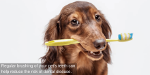Encinitas veterinary
