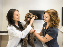 veterinarian in encinitas