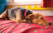 Encinitas veterinary