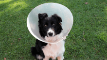 veterinary care in encinitas