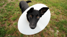 veterinary care in encinitas
