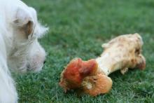 veterinarian in encinitas