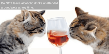 veterinary care in encinitas