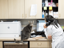 veterinarian in encinitas