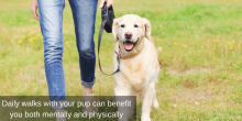 veterinary care in encinitas