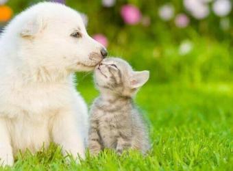 Pet Preparedness Month: Why Microchipping Matters More Than Ever