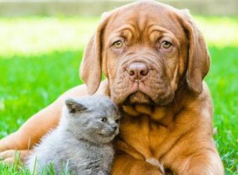 How to Keep Your Pets Safe From the Heat This Summer