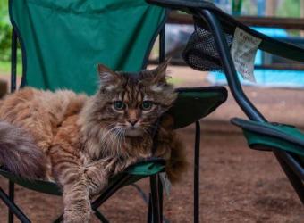 National Camping Month: A Guide to Camping Safely With Pets