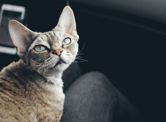 How to Help Your Cat be as Comfortable as Possible When Traveling