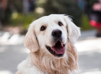 Mythbusters, Dog Edition: 8 Things Your Veterinarian Wants You to Know