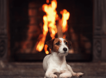 National Pet Fire Safety Day: Tips for Keeping Your Pets Safe