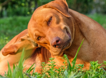 Dog Flea and Ticks: Get Them Before They Get You!