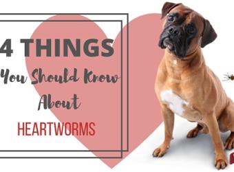 4 Things You Should Know About Heartworms