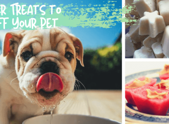 5 Summer Treats to Cool Off Your Pet