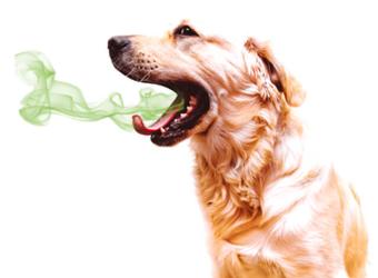 Bad Breath: The Silent Disease
